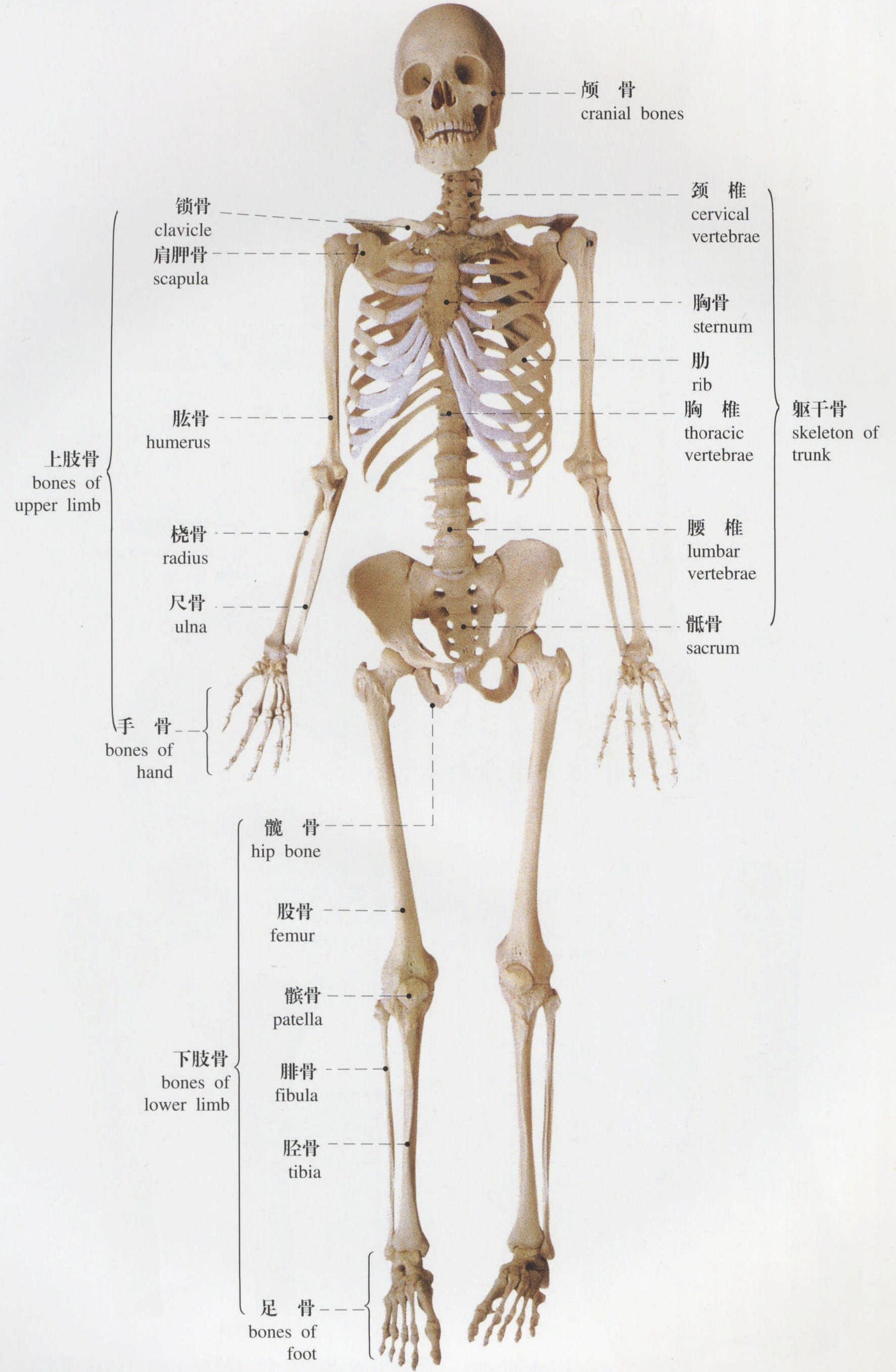 图1 全身骨骼(前面观)